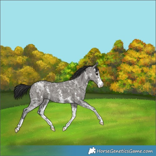 Horse Color:Grullo Ice Sabino Rabicano 