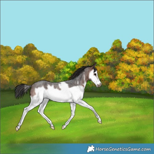 Horse Color:Brown Roan Splash Frame 