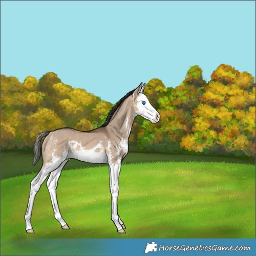 Horse Color:Bay Dun Sabino Splash 