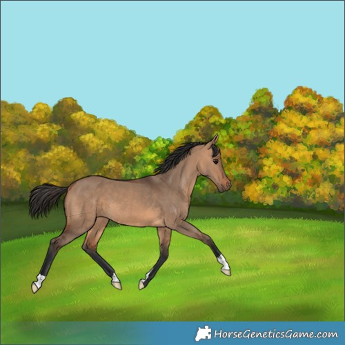 Horse Color:Bay Dun 