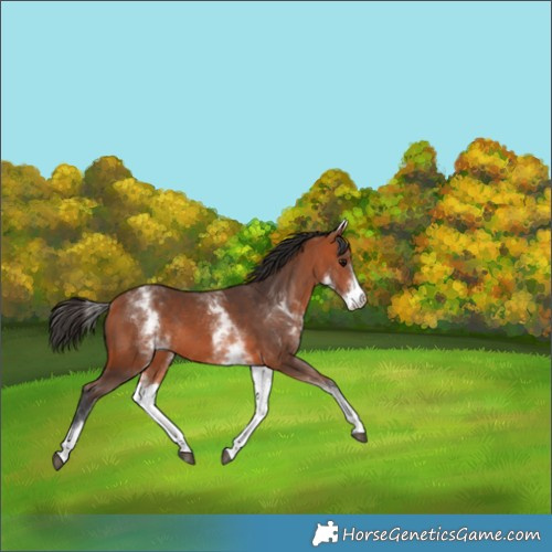 Horse Color:White Spotted Bay Rabicano 