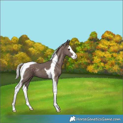 Horse Color:Silver Black Splash Tobiano 