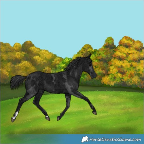 Horse Color:Black Ice 