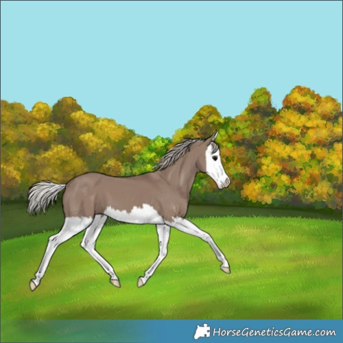 Horse Color:Silver Grullo Splash 