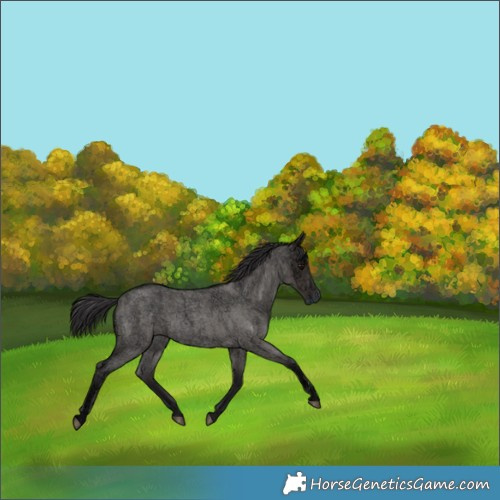 Horse Color:Smoky Grullo Ice Roan Rabicano 
