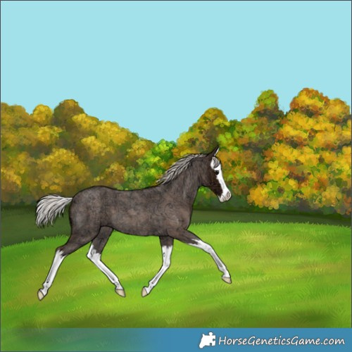 Horse Color:Silver Blue Ice Roan Splash 