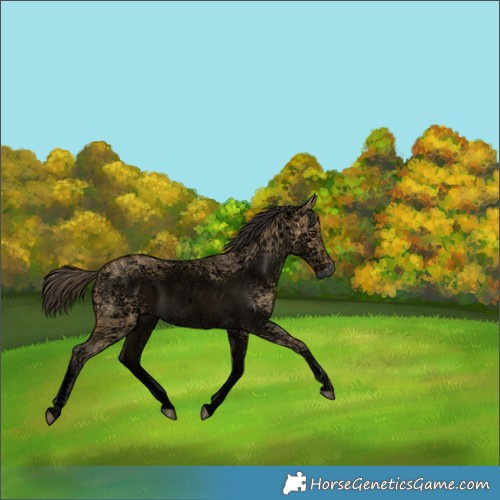 Horse Color:Buckskin Ice Dun Rabicano 