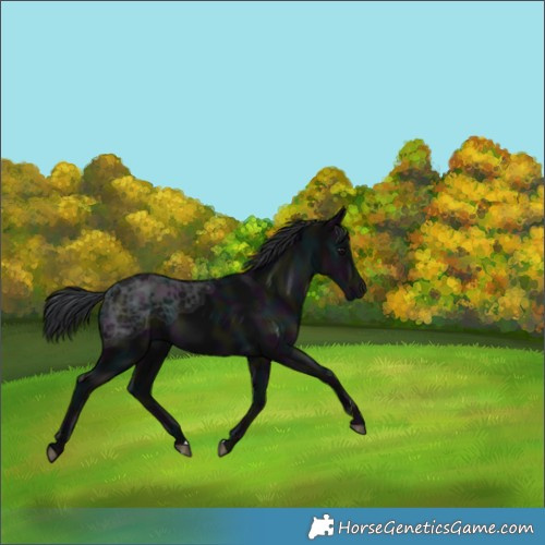 Horse Color:Midnight Black Ice 