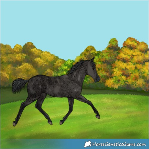 Horse Color:Grullo Ice 