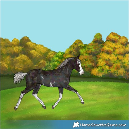 Horse Color:Midnight Silver Black Ice Sabino Splash 