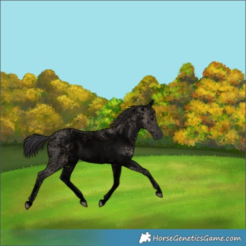 Horse Color:Smoky Grullo Ice 