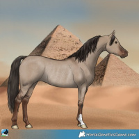 Horse Color:Liver Red Dun Rabicano 
