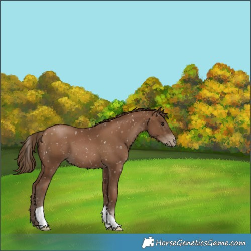 Horse Color:Gray Black Pearl Appaloosa 