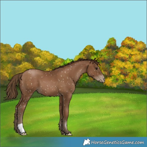 Horse Color:Gray Black Pearl Appaloosa