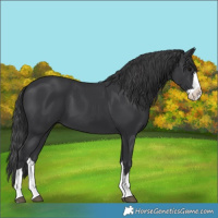 Horse Color:Black Splash