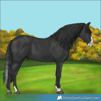 Horse Color:Black Splash
