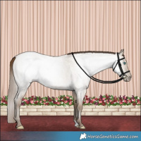 Horse Color:Gray Smoky Grullo Roan Pearl