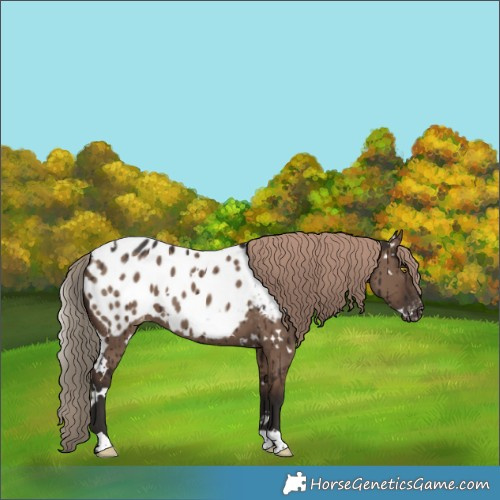 Horse Color:White Spotted Liver Red Dun Appaloosa Brindle 