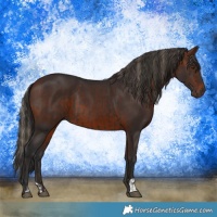 Horse Color:Liver Chestnut  and Bay 