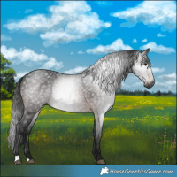Horse Color:Gray Bay 