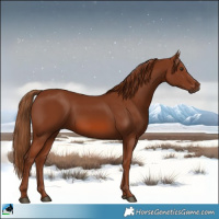 Horse Color:Chestnut 