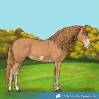 Horse Color:Chestnut Frame 