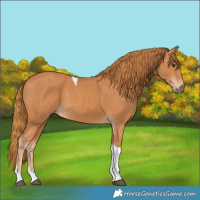 Horse Color:Chestnut Tobiano 