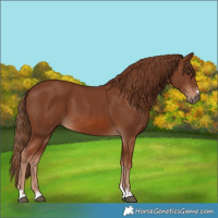 Horse Color:Chestnut 