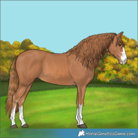Horse Color:Chestnut 