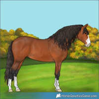 Horse Color:Bay 