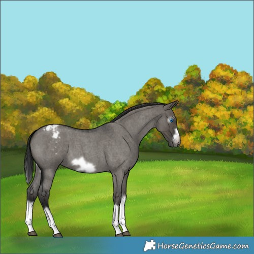 Horse Color:Gray Grullo Roan Splash Frame Appaloosa 