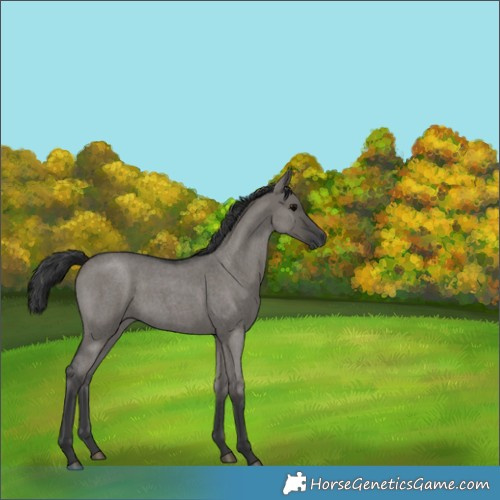 Horse Color:Grullo Roan 