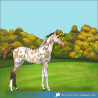Horse Color:Buckskin Dun Tobiano Appaloosa