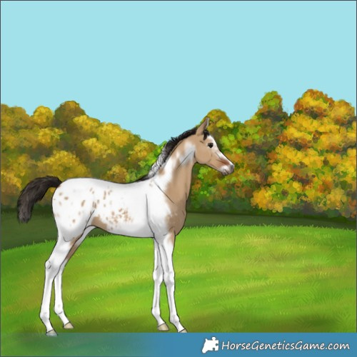 Horse Color:Gray Bay Dun Splash Tobiano Frame Appaloosa 