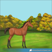 Horse Color:Bay Appaloosa 