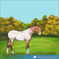 Horse Color:Bay Roan Splash Appaloosa 