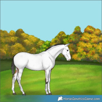 Horse Color:Bay Roan Splash Appaloosa 