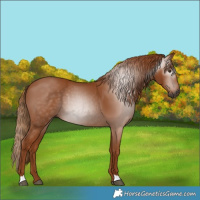 Horse Color:Gray Chestnut
