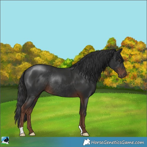Horse Color:Liver Chestnut Rabicano 