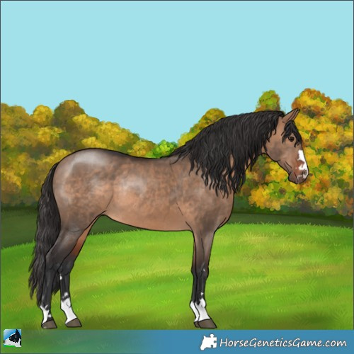 Horse Color:Bay Dun Rabicano 