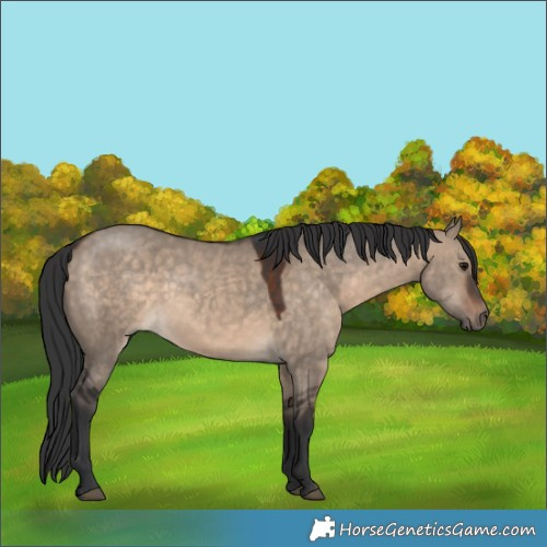 Horse Color:Brown Dun Rabicano 
