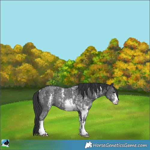 Horse Color:Black Ice Sabino Rabicano 
