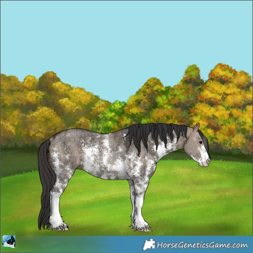 Horse Color:Bay Ice Dun Sabino Rabicano 