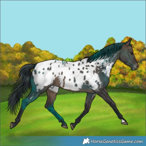 Horse Color:Brown Dun Appaloosa Brindle 