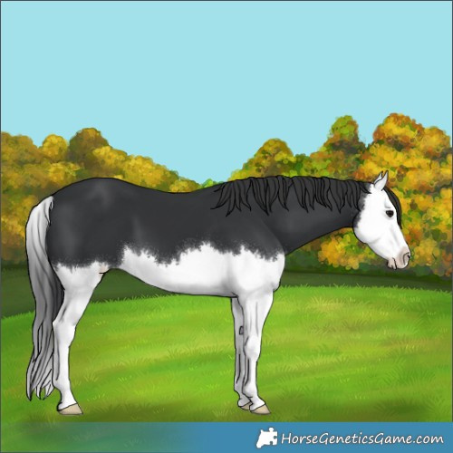 Horse Color:Black Splash 