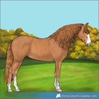 Horse Color:Chestnut 
