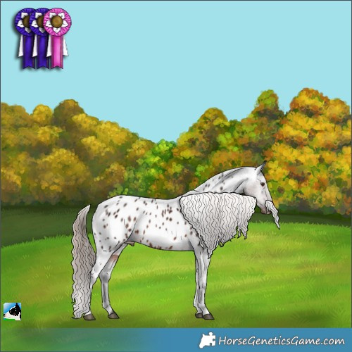 Horse Color:Liver Chestnut Appaloosa Rabicano 