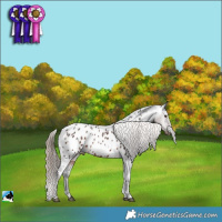 Horse Color:Liver Chestnut Appaloosa Rabicano 