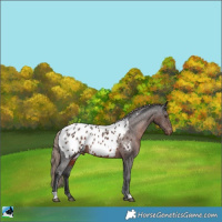Horse Color:Liver Chestnut Appaloosa Rabicano 