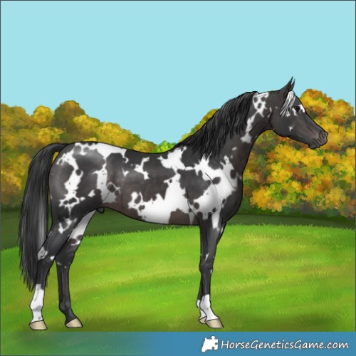 Horse Color:Platinum White Spotted Brown 